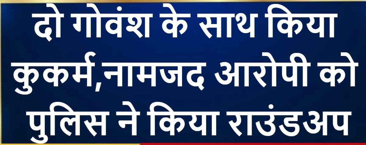 नोखा में दो गोवंश के साथ किया कुकर्म, नामजद आरोपी को पुलिस ने किया राउंडअप