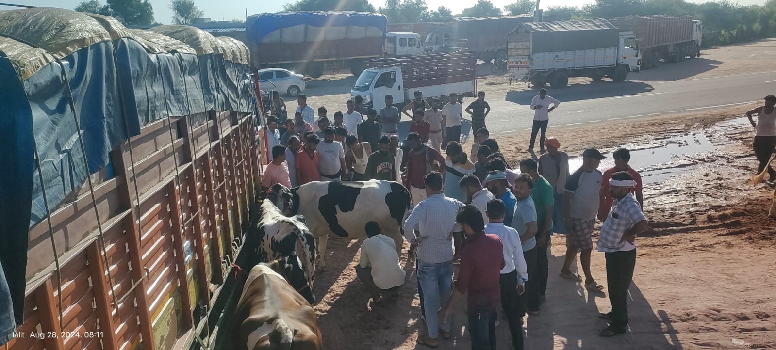 नोखा के रोड़ा गाँव में गोवंश से भरे दो ट्रक पकड़ेः युवाओं की टीम ने पीछा कर पकड़ा, गोवंश को गंगा गोशाला भिजवाया