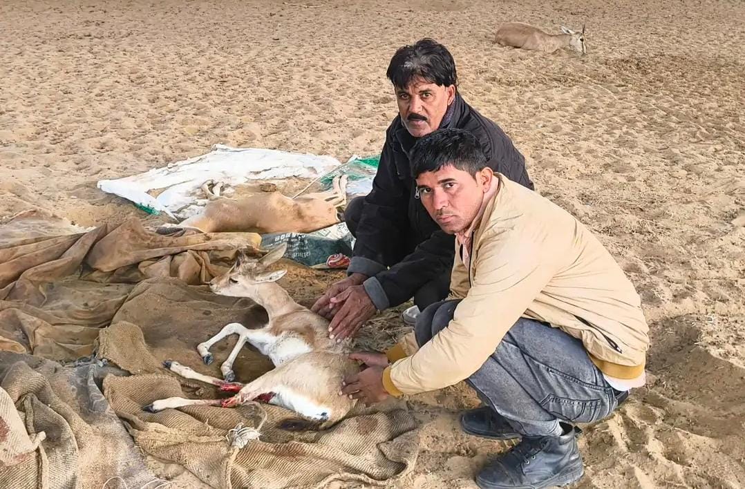 हाईवे पर हिरण को वाहन ने मारी टक्करः राहगीर की सूचना पर वन्यजीव प्रेमी ने किया रेस्क्यू, मुकाम सेंटर में कराया भर्ती