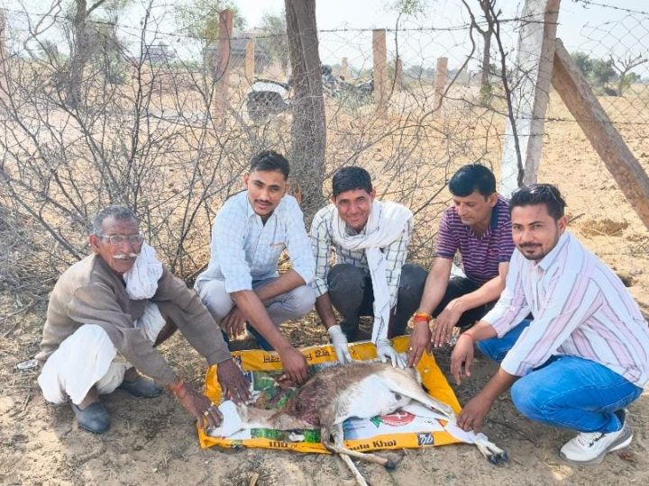 नोखा क्षेत्र के स्वरूपसर गांव में कुत्तों का आतंकः गर्भवती हिरणी पर किया हमला, ग्रामीणों ने बचाया