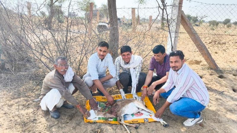 नोखा क्षेत्र के स्वरूपसर गांव में कुत्तों का आतंकः गर्भवती हिरणी पर किया हमला, ग्रामीणों ने बचाया