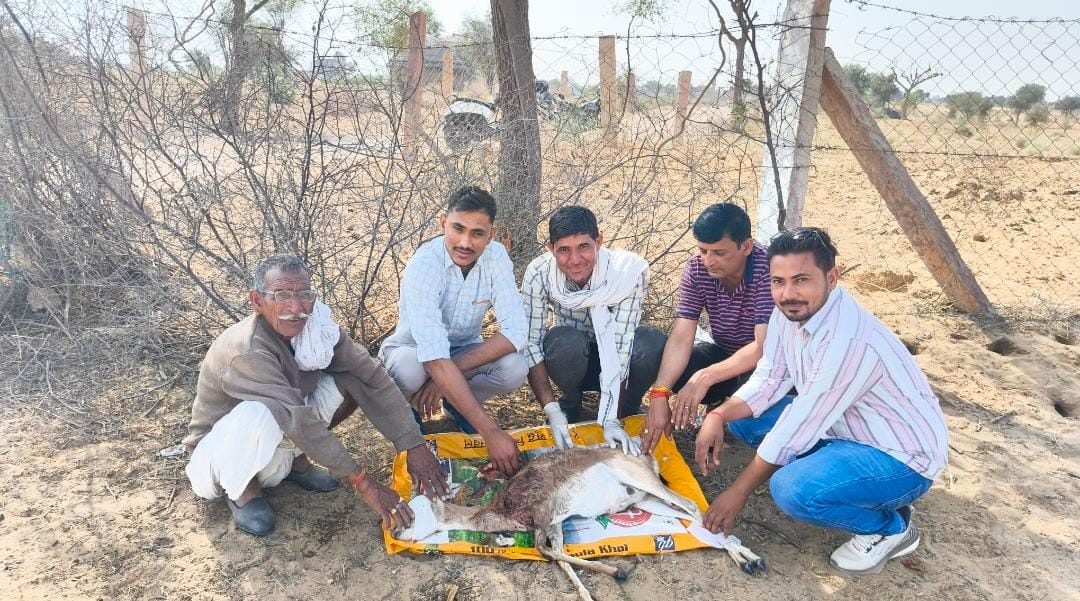 नोखा क्षेत्र के स्वरूपसर गांव में कुत्तों का आतंकः गर्भवती हिरणी पर किया हमला, ग्रामीणों ने बचाया