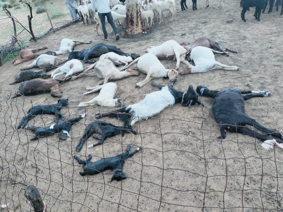 नोखा में आकाशीय बिजली गिरने से 20 भेडों की मौत: पशुपालक ने की आर्थिक मदद की मांग