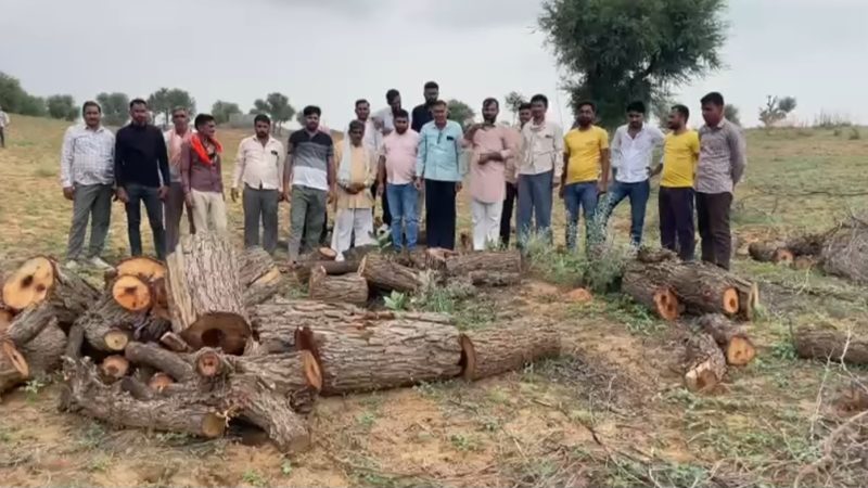 नोखा में काटे खेजड़ी के पेड़: ग्रामीणों ने पिकअप रोकी, कुकणिया गांव में सोलर प्लांट की आड़ में अवैध कटाई